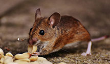 24 Hour & Emergency Exterminators in Forest Park, IL
